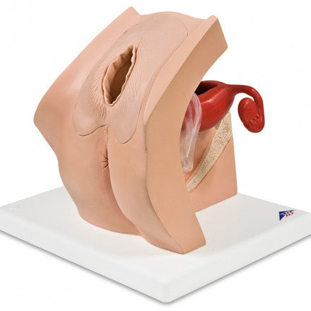 Gynekologisk patient