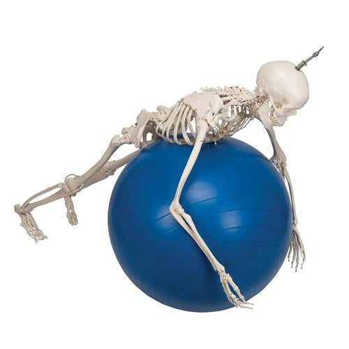 Funktionel og fysiologisk skeletmodel Frank på hængestativ – billede 7