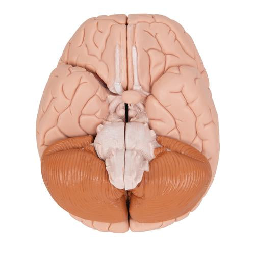 Hjernemodel, 4 dele – billede 8