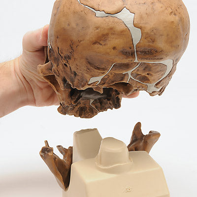 Kranie-replika Homo neanderthalensis (La Chapelle-aux-Saints 1) – billede 4
