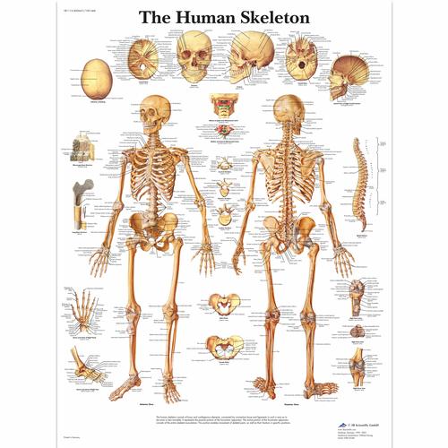 Anatomisk planche: Det menneskelige skelet, papir