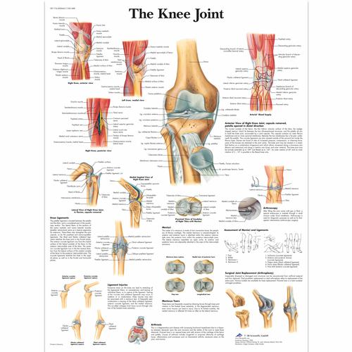 Anatomisk planche: Knæleddet, lamineret