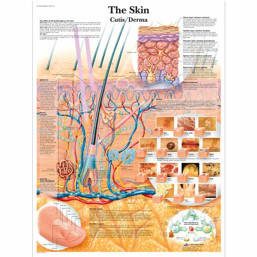 Anatomisk planche: Huden, lamineret