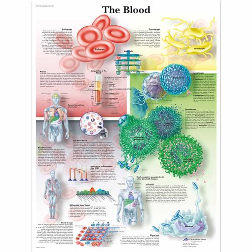 Anatomisk planche: Blodet, papir
