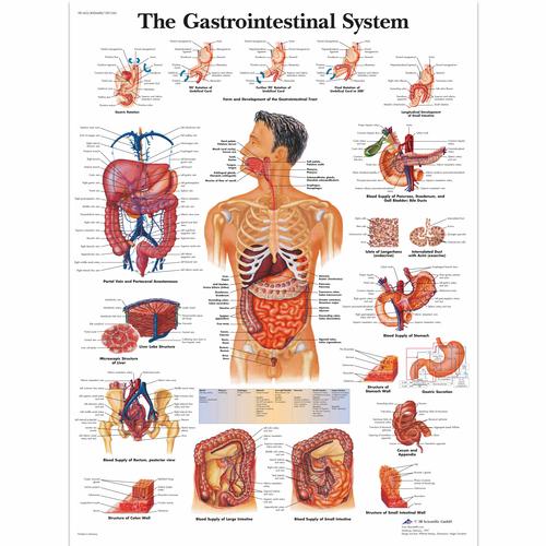 Anatomisk planche: Fordøjelsessystemet, papir