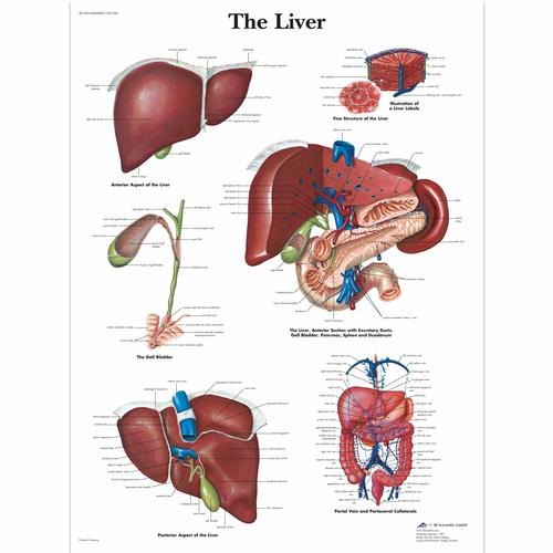 Anatomisk planche: Leveren, lamineret