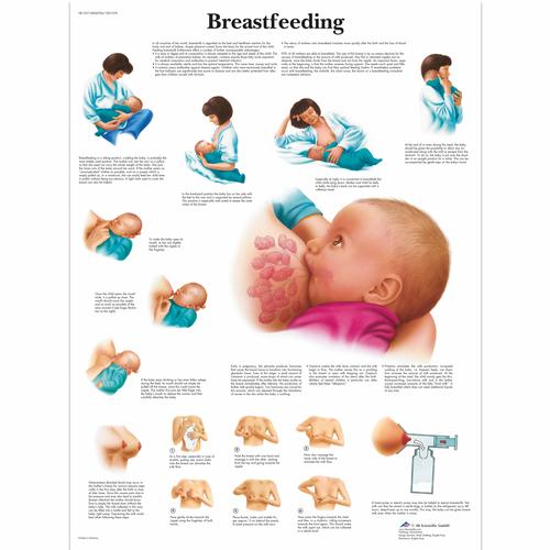 Anatomisk planche: Amning, papir