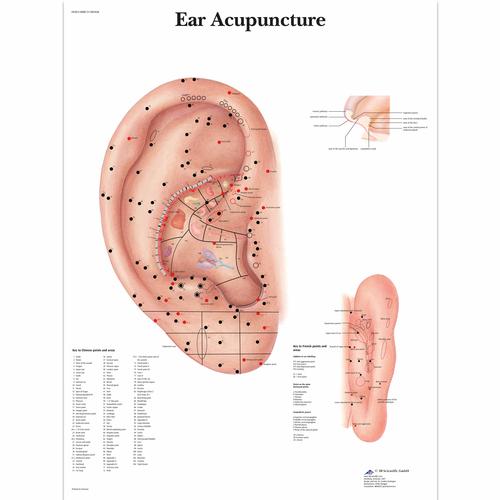 Anatomisk planche: Øreakupunktur, lamineret