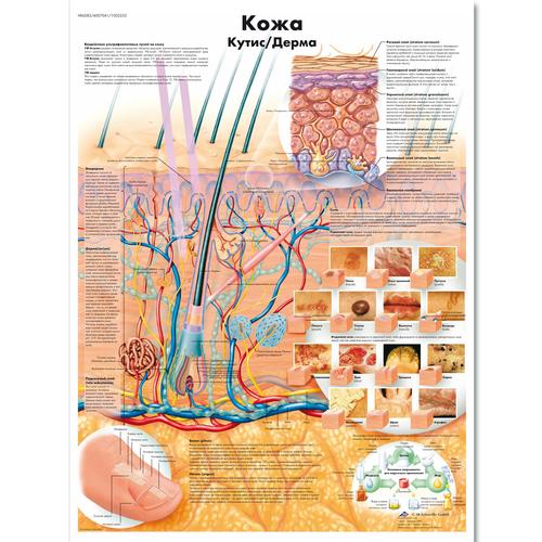 Anatomisk planche: Huden, lamineret med metaløjer