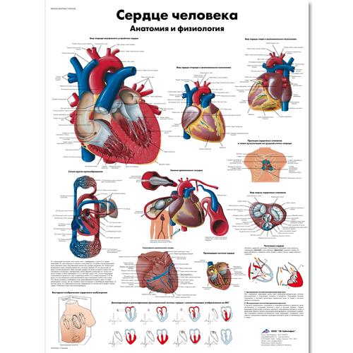 Anatomisk planche: Hjertet – anatomi og fysiologi, lamineret med metaløjer