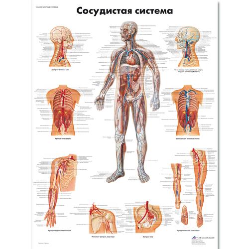Anatomisk planche: Karsystemet, lamineret med metaløjer