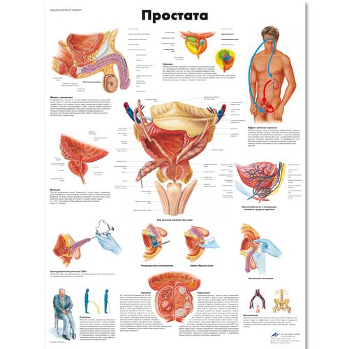 Anatomisk planche: Prostata, lamineret med metaløjer