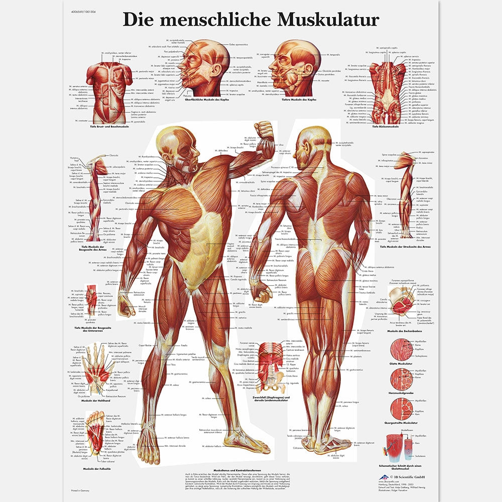 Mänsklig muskulatur Affisch - TY