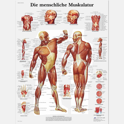 Mänsklig muskulatur Affisch - TY