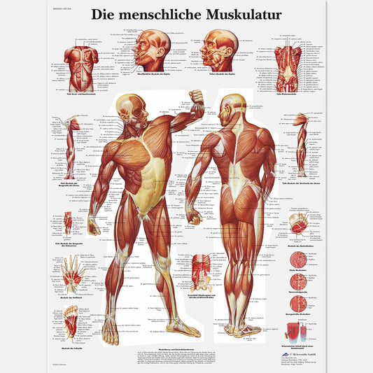 Mänsklig muskulatur Affisch - TY