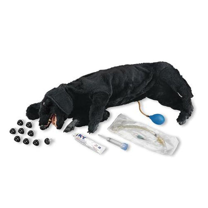 Basal sanitär HLR för hund
