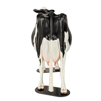 Holstein Dystocia Simulator - Förlossningsträningsmodell