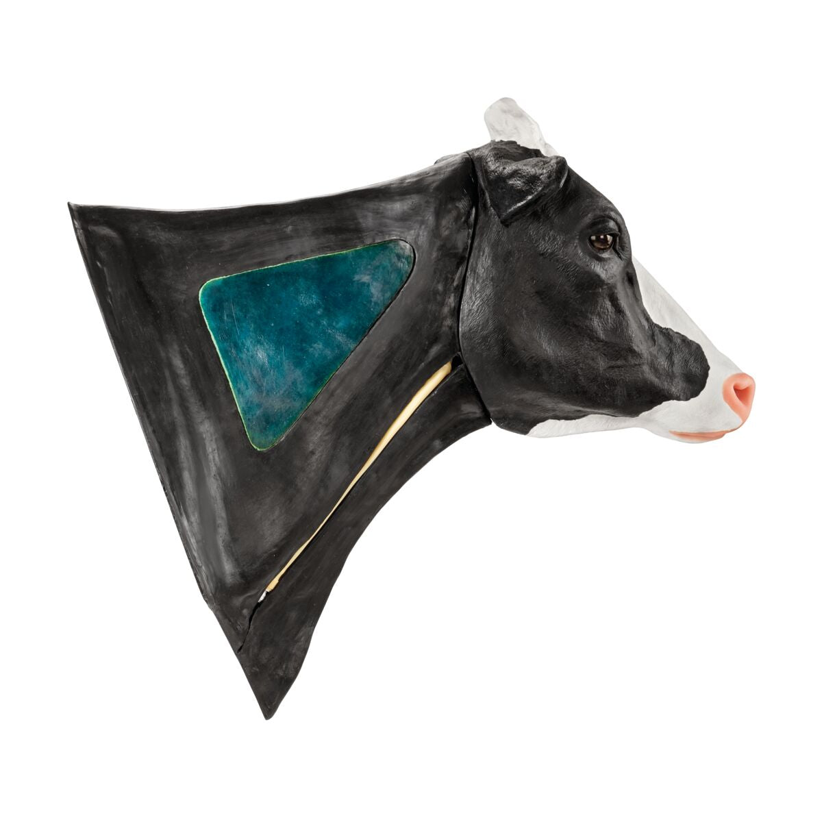 Holstein Venpunktion och Intramuskulär Injektionsmodell