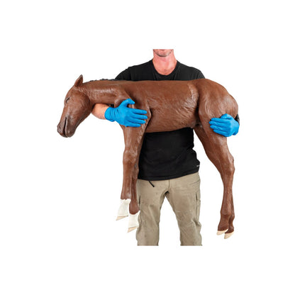 Häst Dystoci Föl