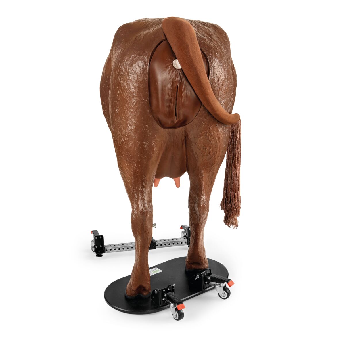 Hereford Avancerad Bovin Teriogenologimodell, Svart