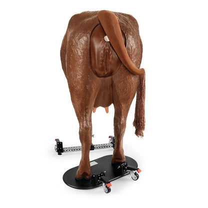 Hereford Avancerad Bovin Teriogenologimodell, Svart