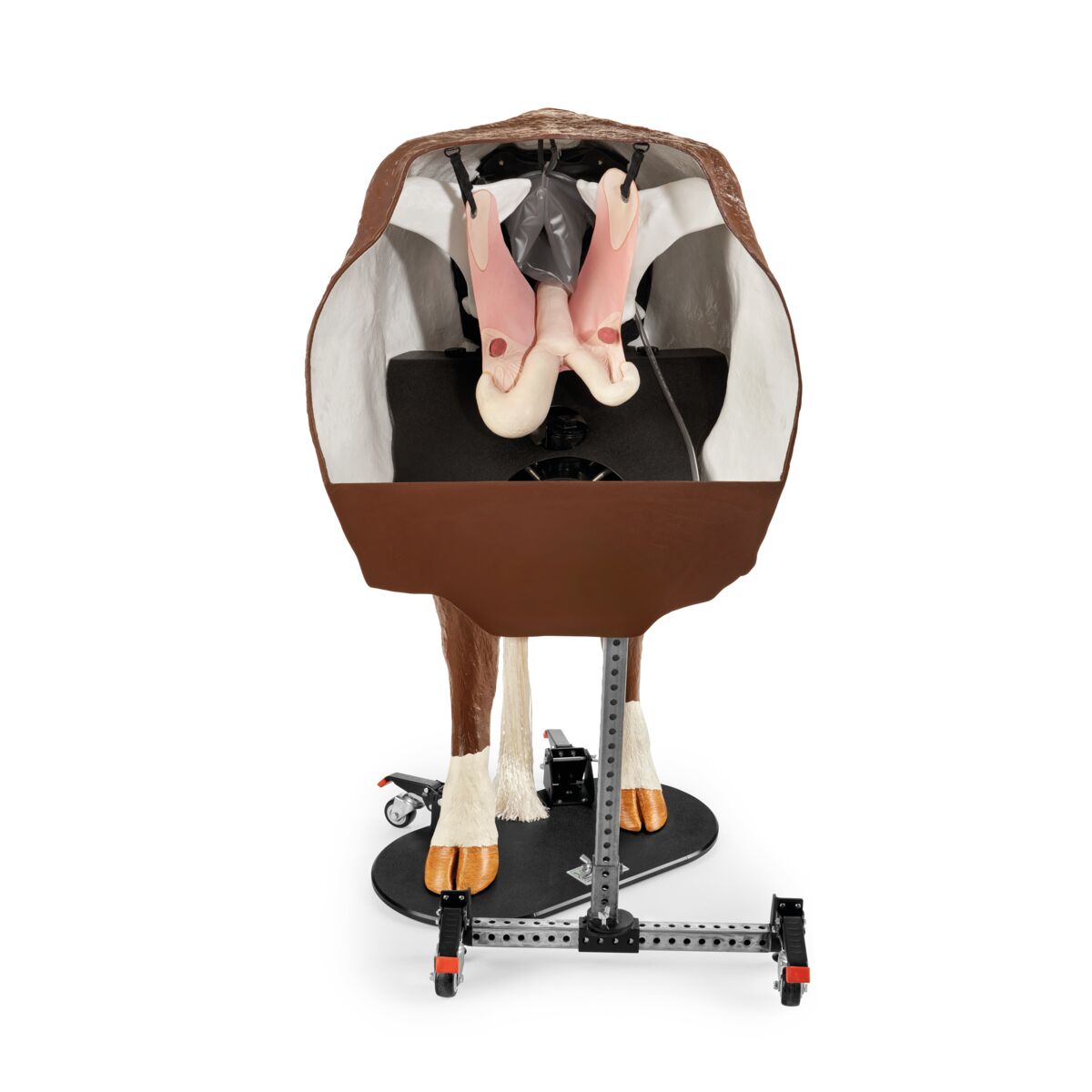 Hereford Avancerad Bovin Teriogenologimodell, Svart