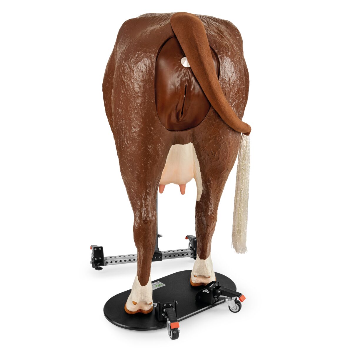 Hereford Avancerad Bovin Teriogenologimodell, Svart