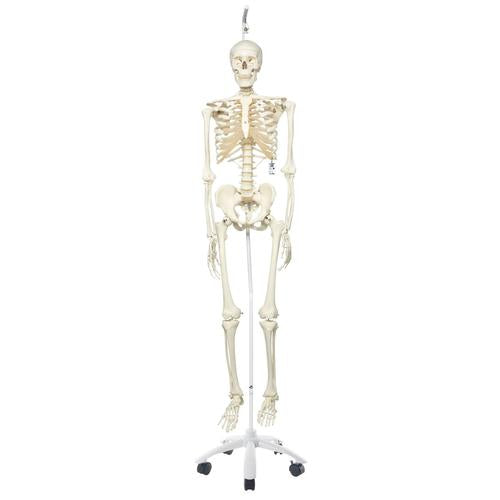 Skeletmodel Stan på hængestativ