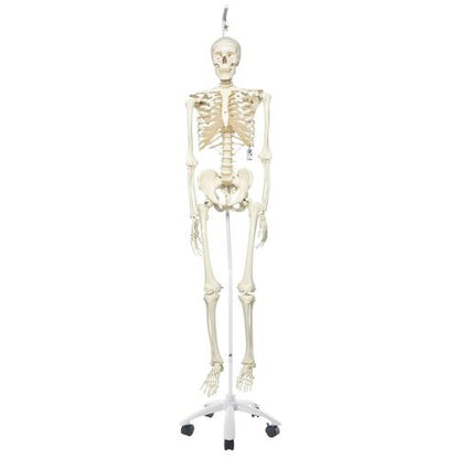 Skeletmodel Stan på hængestativ
