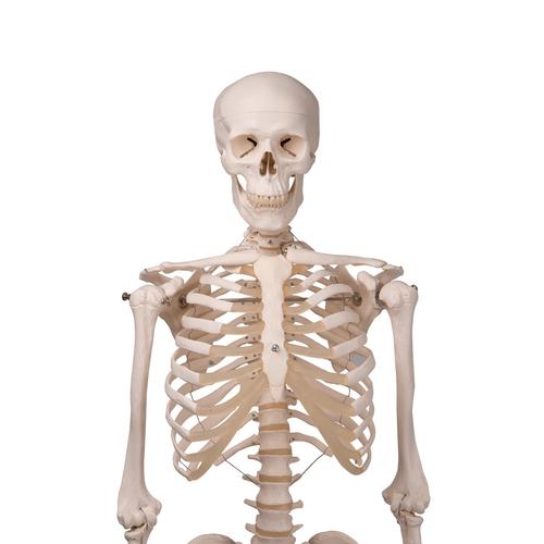 Skeletmodel Stan på hængestativ – billede 2