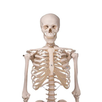 Skeletmodel Stan på hængestativ – billede 2