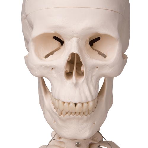 Skeletmodel Stan på hængestativ – billede 3