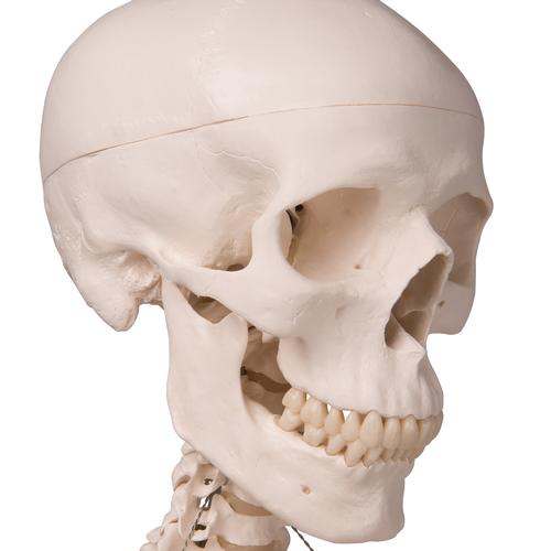 Skeletmodel Stan på hængestativ – billede 4