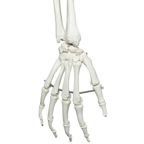 Skeletmodel Stan på hængestativ – billede 5