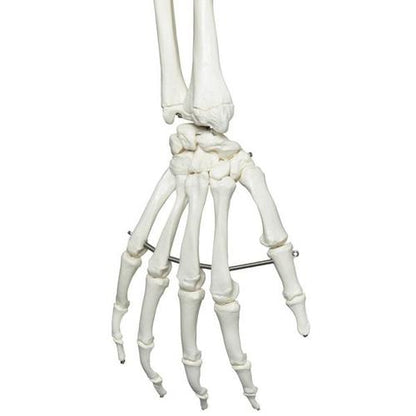Skeletmodel Stan på hængestativ – billede 5