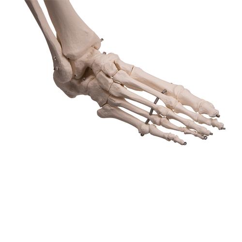 Skeletmodel Stan på hængestativ – billede 6