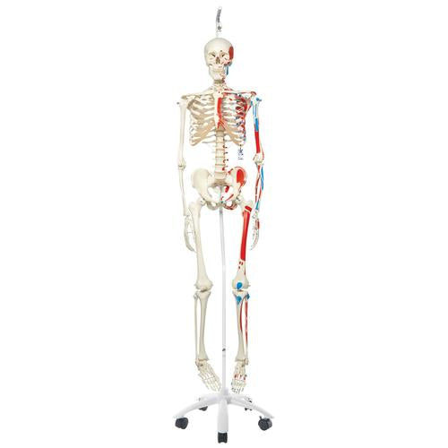 Skeletmodel Max på hængestativ med malede muskeludspring og -hæfter