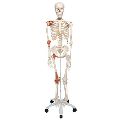 Skeletmodel Leo med ledbånd