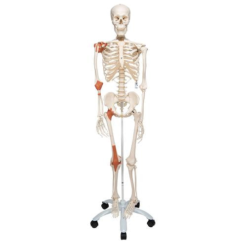 Skeletmodel Leo med ledbånd