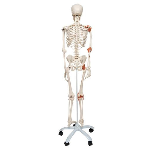 Skeletmodel Leo med ledbånd – billede 2