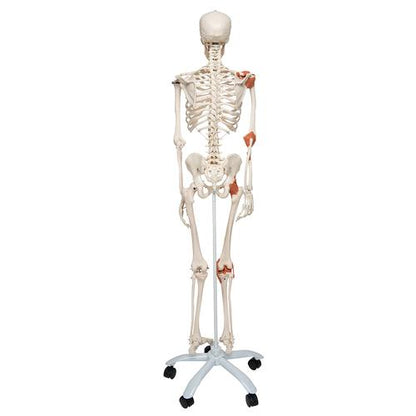 Skeletmodel Leo med ledbånd – billede 2