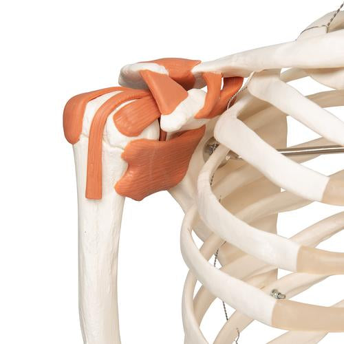 Skeletmodel Leo med ledbånd – billede 3