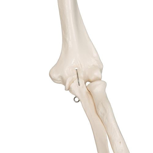 Skeletmodel Leo med ledbånd – billede 4