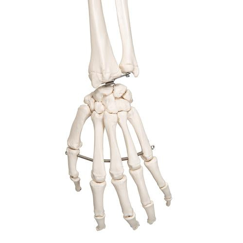 Skeletmodel Leo med ledbånd – billede 5