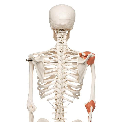 Skeletmodel Leo med ledbånd – billede 8