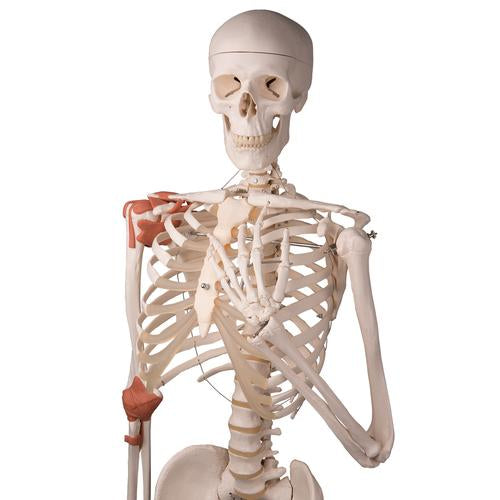 Skeletmodel Leo med ledbånd – billede 9