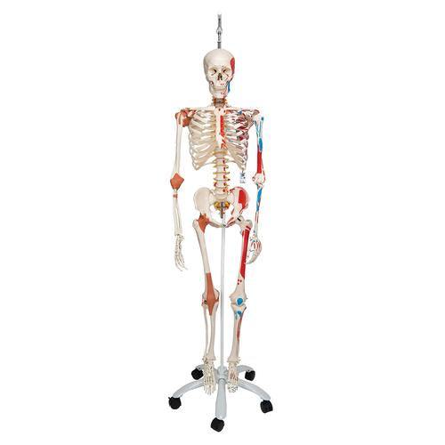 Skeletmodel Sam på hængestativ med muskler og ledbånd