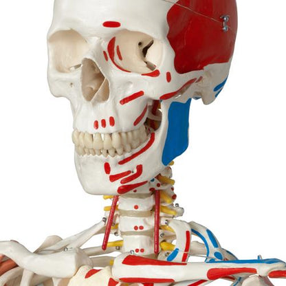 Skeletmodel Sam på hængestativ med muskler og ledbånd – billede 2