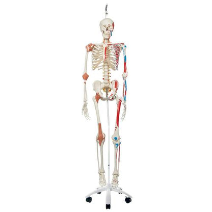 Skeletmodel Sam på hængestativ med muskler og ledbånd – billede 10