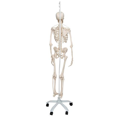 Funktionel og fysiologisk skeletmodel Frank på hængestativ – billede 2